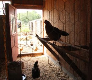 chickens silhouette in coup