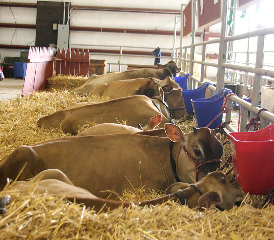 Cows in a fair stable