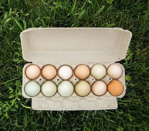 eggs in a carton