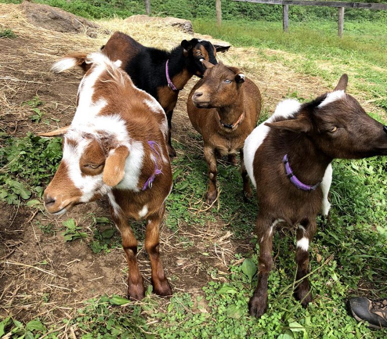 goats in a field