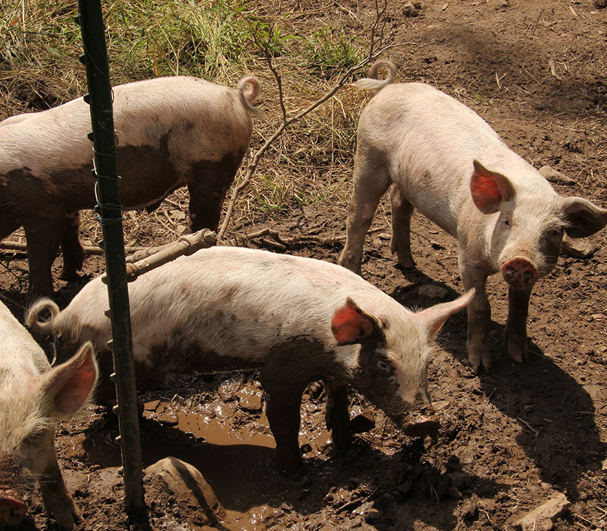 pigs playing in the mud