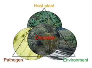The plant disease triangle. A graphical eelement with a circle of with disease in the middle of a triangle. The top corner of the triangle says "Host Plant",the bottom left says "pathogen", and bottom right says "evironment"