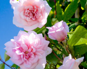Four light pink roses on a bush with green leaves with bright blue sky in the background.