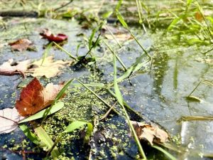 A close up photo of a body of water with various green plants, algae, and brown leaves floating on top.