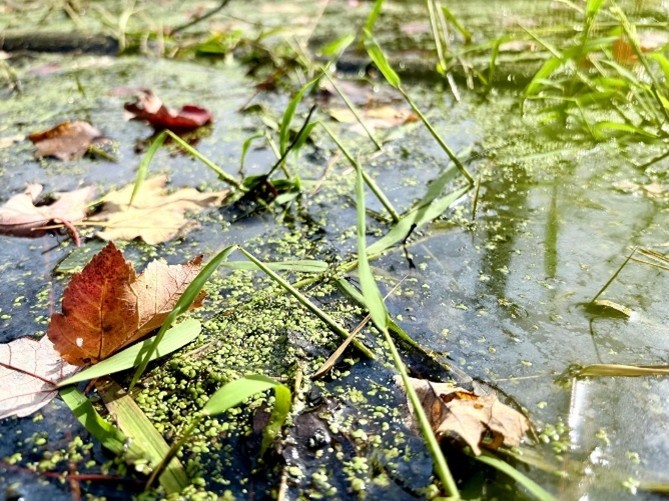 A close up photo of a body of water with various green plants, algae, and brown leaves floating on top.