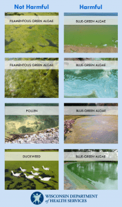 A table showing names of harmful andnot harmful algae. On the left (Not Harmful) column, there is two images of Filamentous Green Algae, one picture of Pollen, and one picture of Duckweed. On the right (Harmful) is four images of Blue Green Algae.