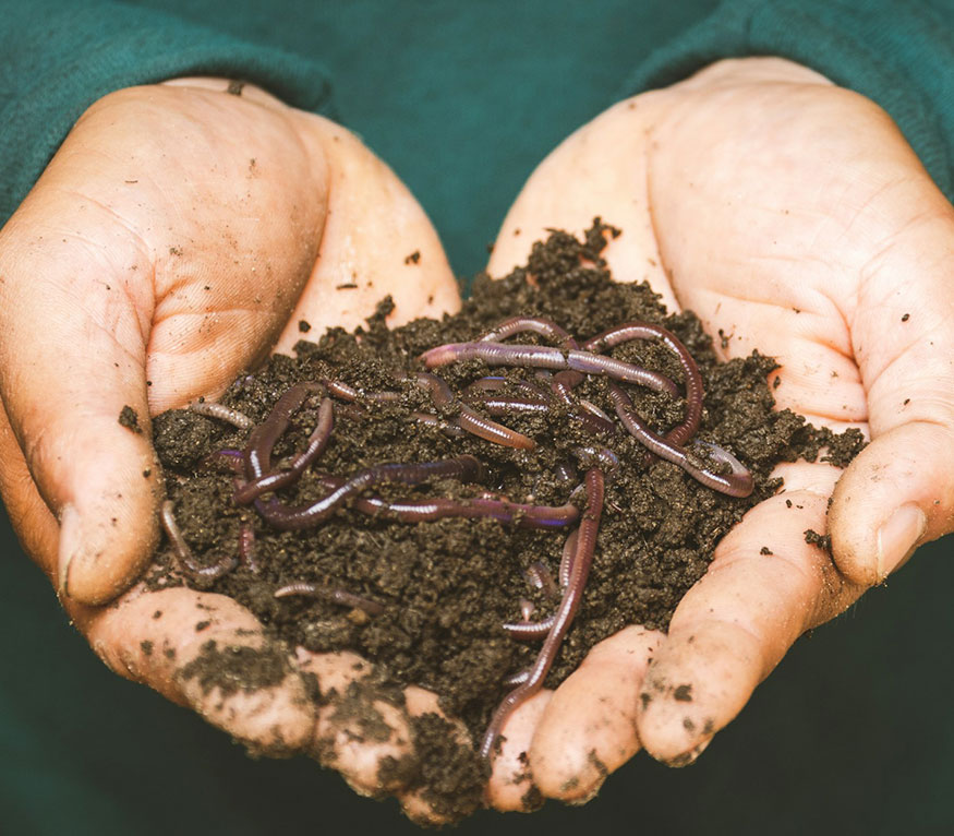 A person wearing a green sweater holding a pile of dirt with worms.