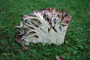 A piece of a maitake mushroom sitting on green grass. The outer edges are light and dark brown while the insides are white.