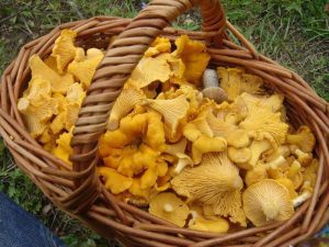 Yellow textured , cone-shaped Chanterelle mushrooms in a brown wicker basket in a patch of grass.