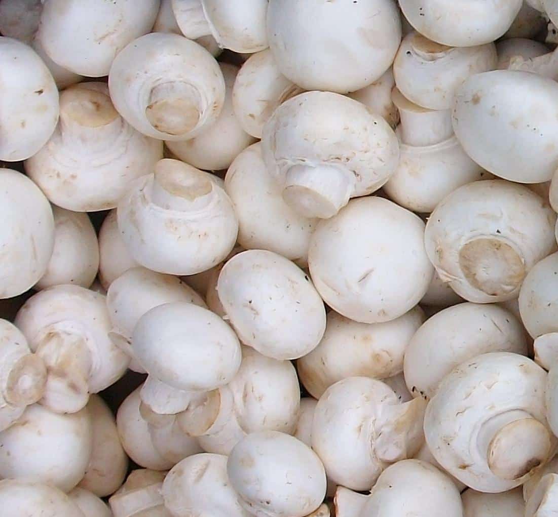 A closeup image of small round white button mushrooms.