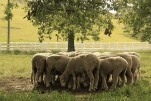 A group of multiple white sheep eating grass on a sunny day in a field with trees, a white fence, and a green hill in the backgroud.