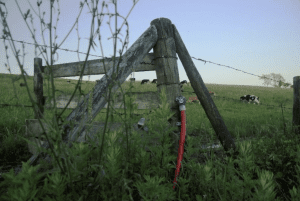 A hose attached to a wooden post with green plants surrounding it, and cows eating on a hill in the background.
