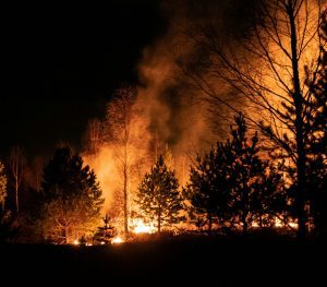 a wildfire in a forest