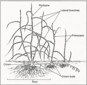 A black ad white illustration representing the typical growth habit of a bramble. Labels point to the upright floricanes and primocanes, the horizontal lateral branches, the crown, crown buds, and roots.