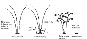A black and white illustrated figure showing the pruning stages of different seasons for summer-bearing red raspberries.