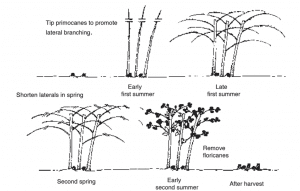 A black ad white illustration of a figure representing the Pruning of summer-bearing black and purple raspberries and blackberries. This figure demonstrates the biennial nature of the canes. The figure follows one set of canes from development as primocanes in their first year to their shift to mature, fruit-bearing floricanes, and finally to their removal at the end of the second season.