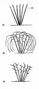 An illustrated black and white figure showing the three stages of tipping summer bearing black raspberries and blackberries.
