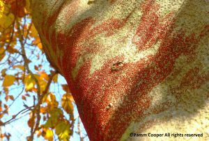 A close up image of a brown tree trunk with many small red dots. There is the blue sky and thin branches with yelllow leaves in the background.
