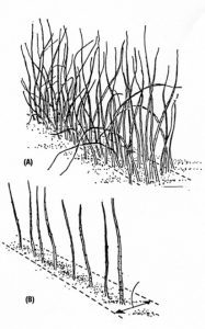 A black and white illustrated figure showing the crowded before and neat after pruning stages of a plant.