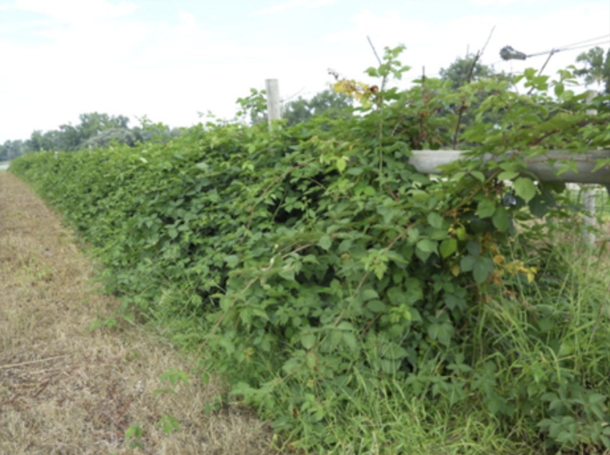 A green large plant near a wooden fence.