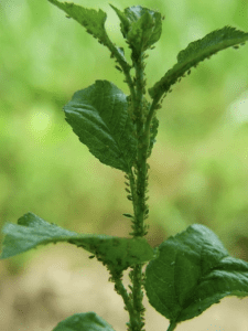 A close up image showing small, green, aphids on the green stem and leaves of a plant.
