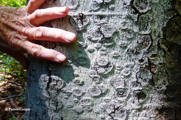 A hand touching a piece of light gray tree bark with various circular patterns.