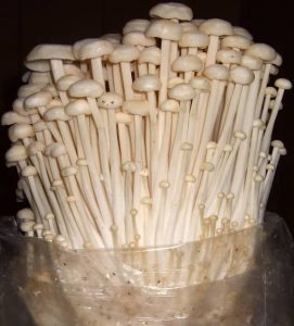 Tall, thin white Enoki mushrooms in a plastic bag.