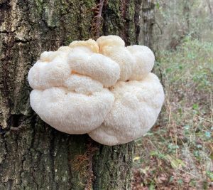 A cluster of white lions mane mushrooms growing on a tree. It has the appearance of a white lump on the side of a tree.