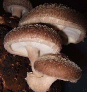A photo of a cluster of brown and white shiitake mushrooms in a dark environment.