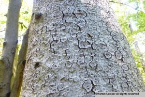A close up image of a tree trunk with various cracks and circular patterns.