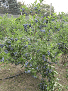 A healthy bluberry bush with berries and green leaves.