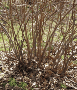 A brown blueberry bush that is overcrowded with excess branches.