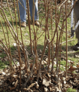 A brown blueberry bush that is neat without excess branches.