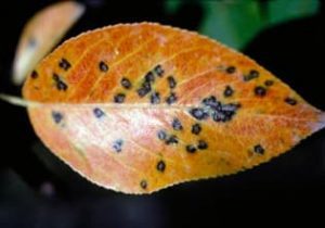 A close up of an oval orange leaf with small black circles on the surface.
