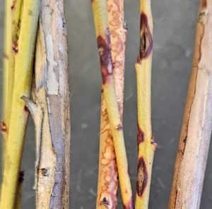 An image of green brown blueberry stems going from the top to the bottom of the image, with some purple areas.