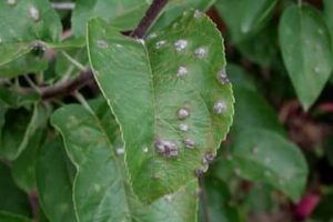 A close up image of a green leaf still connected to the rest of the tree, with gray circular spots, and more green leaves in the background.