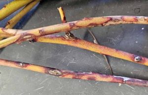 An image of green brown blueberry stems laying from the left to the right of the image, with some purple areas.