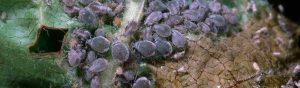 An extreme close up image of many gray, round aphids on a green and brown leaf.
