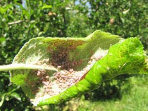 An image of the underside of a green leaf, with many small, round brown aphids on it.