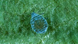 A close up image of a round, grayish colored, Rosy Apple Aphid against a green background.