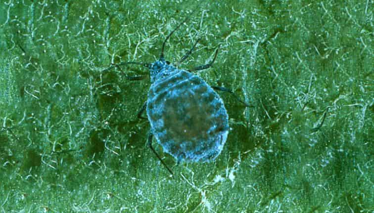 A close up image of a round, grayish colored, Rosy Apple Aphid against a green background.