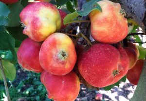 A bunch of red apples conected to a brown tree branch with green leaves. Out of focus in the backgrund is the ground below, with a fallen apple.