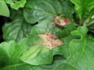 A green leafy plant with some brown spots.