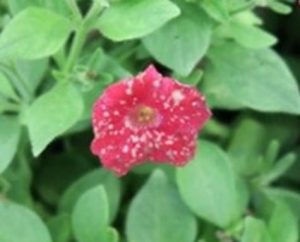 A pink flower with white spots.