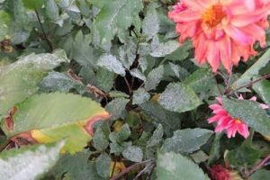 A pink flowering plant with green leave (with some white spots).