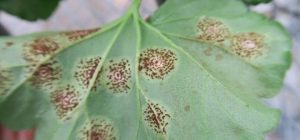 A closeup image of a leaf with circular spots of brown smaller dots.