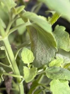 A photo of the green leaves on a plant, with a textured light gray material on the underside.