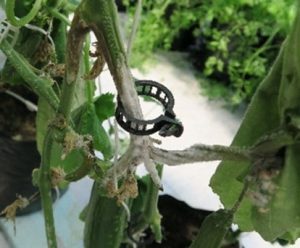 A plant stem with white mold on it, and a small black plastic clip.
