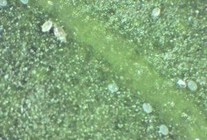 An extremely close image of small white-ish mites on a green surface.