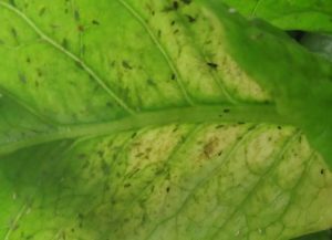A close up image of the underside of a green leaf where a small black insect sits.